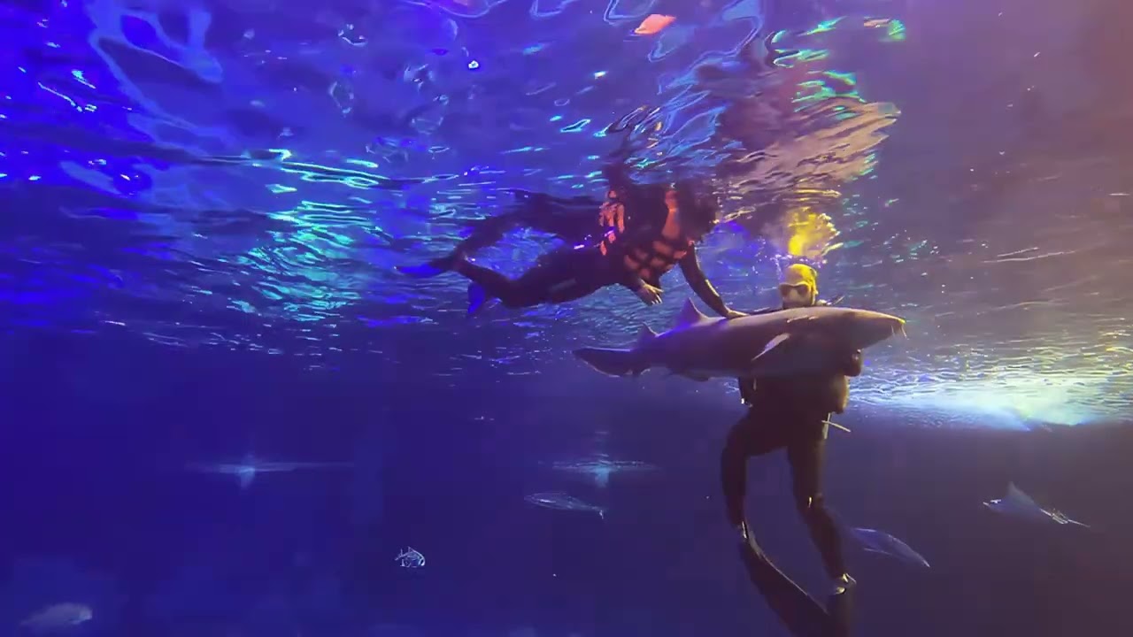 New Snorkeling and Diving Experiences at Gran Acuario Mazatlán