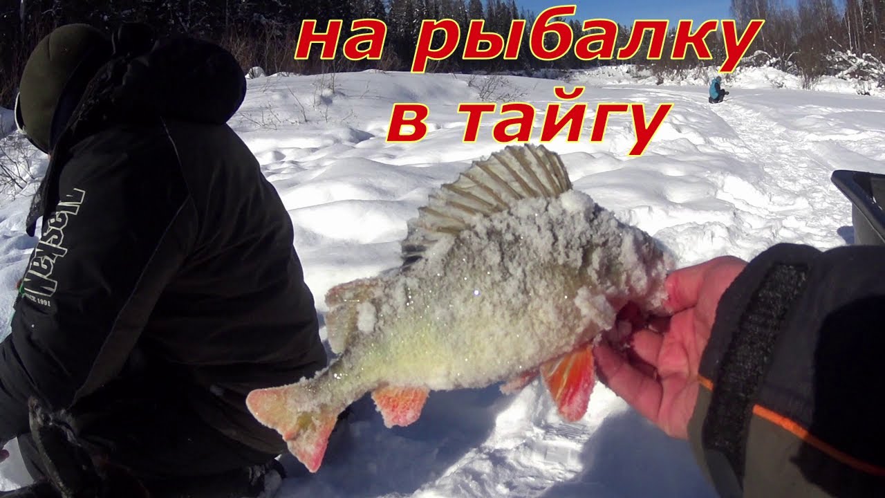 Трудовая и весёлая рыбалка с Дедом и Коми Пермяками.