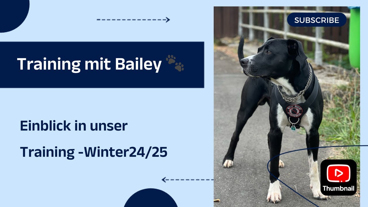 (Winter 24) Training mit Bailey: Gegenstand halten + Tricks