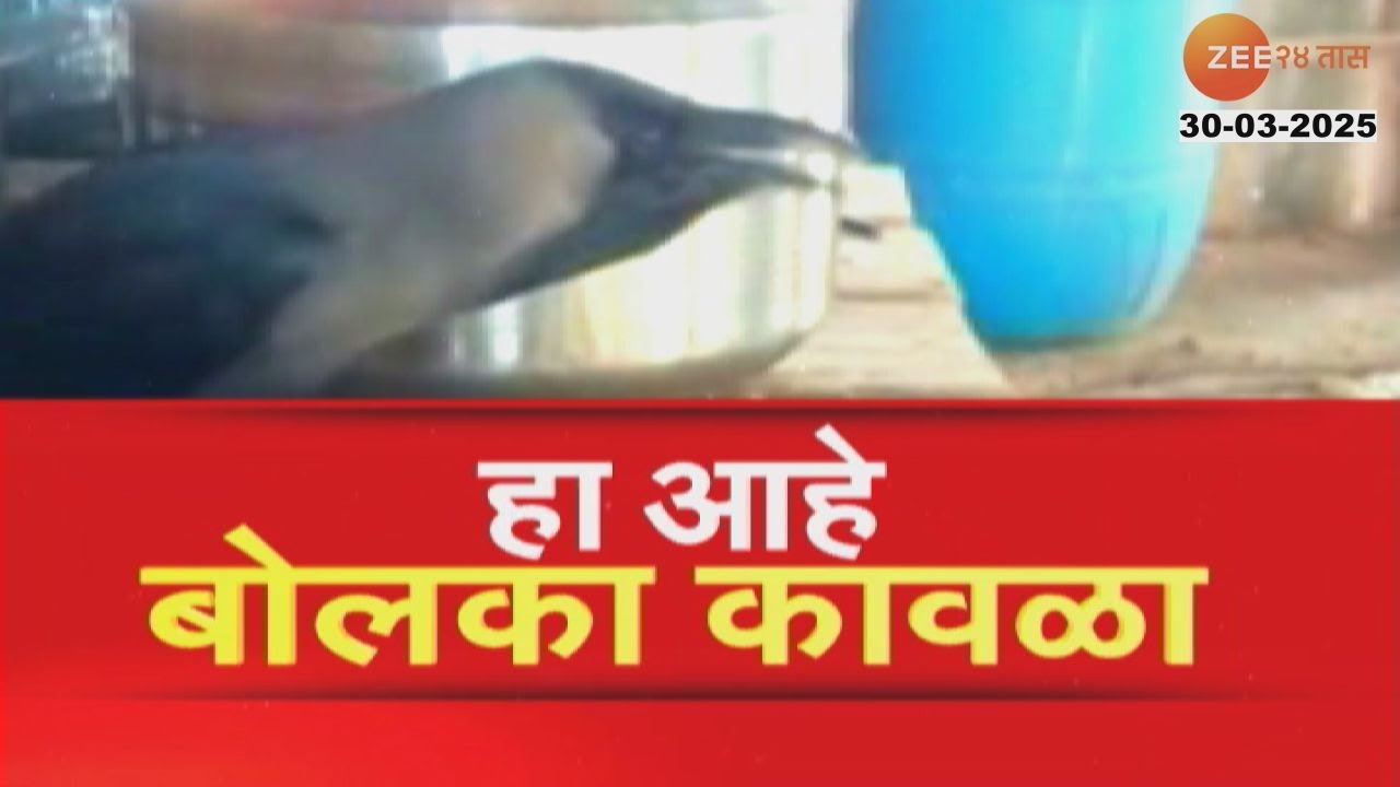 Special Report On Talking Crow | बोलणारा कावळा; चक्क मराठीतून बोलतो कावळा ! | Zee24Taas