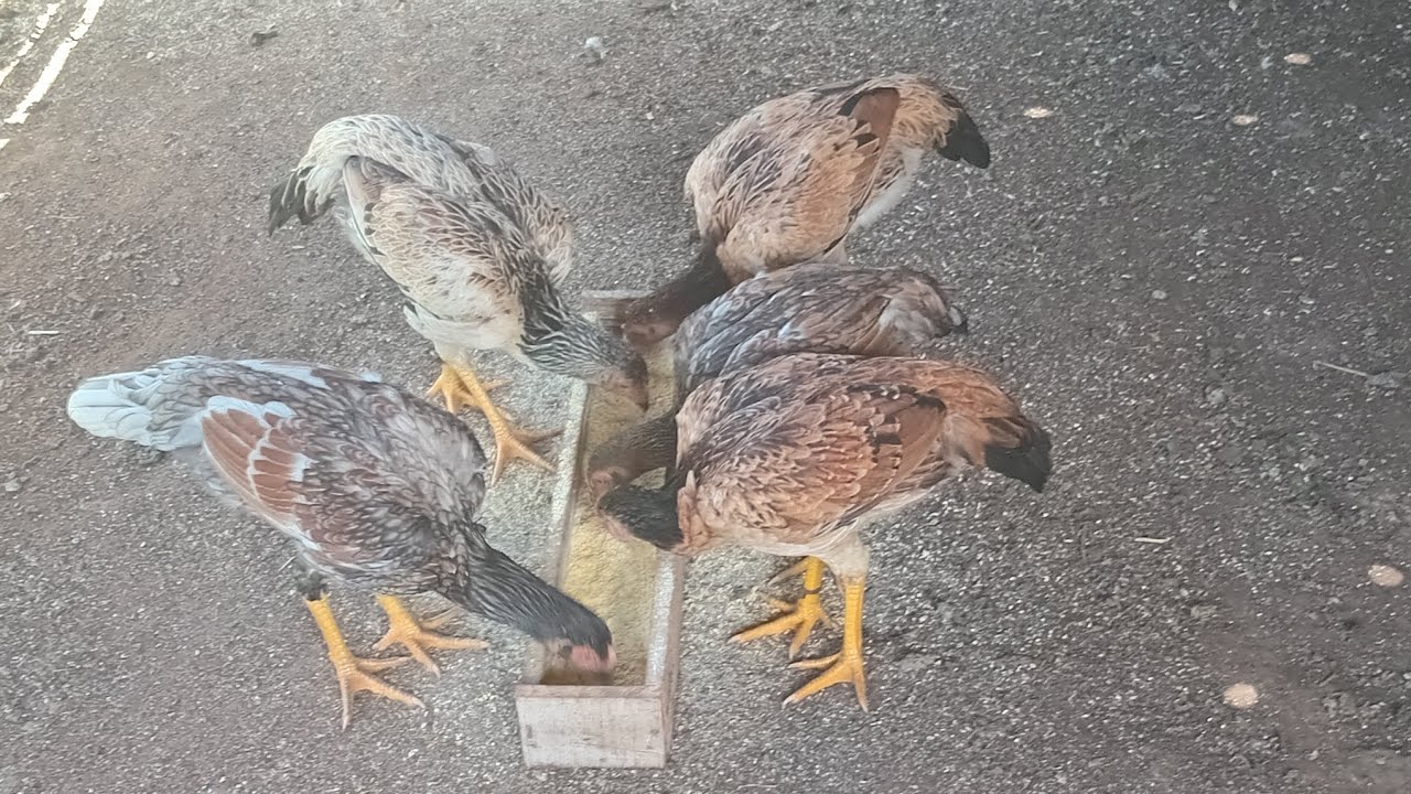 Deu treta no piquete dos frangos 🐔 