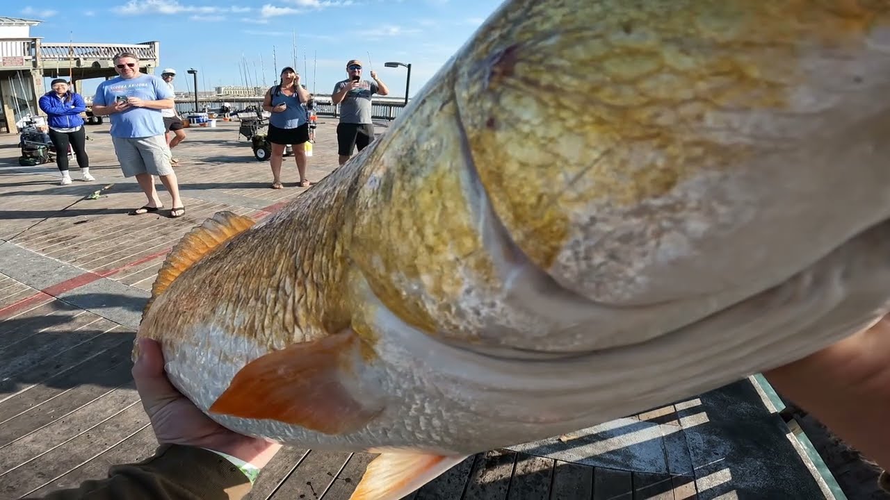 Red fish madness at gulf state park pier