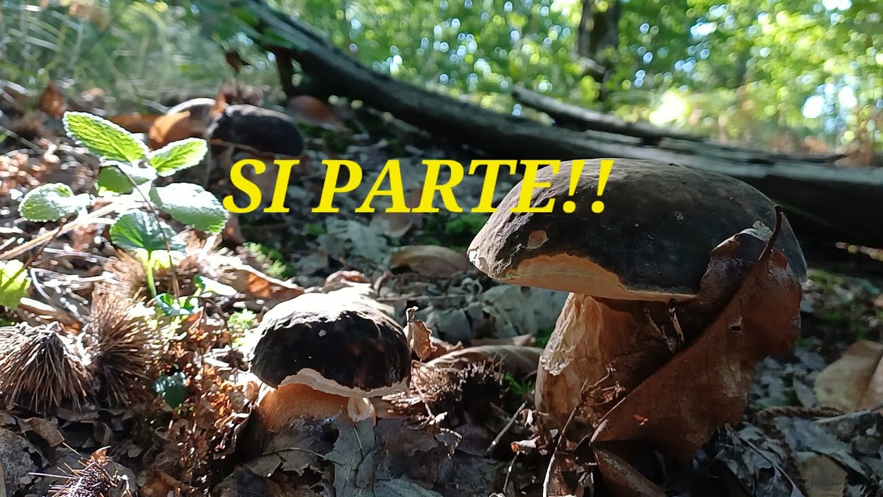 FUNGHI PORCINI SETTEMBRE 2025 NEI CASTAGNI - Aestivalis ed Aereus meravigliosi 🍄‍🟫😍
