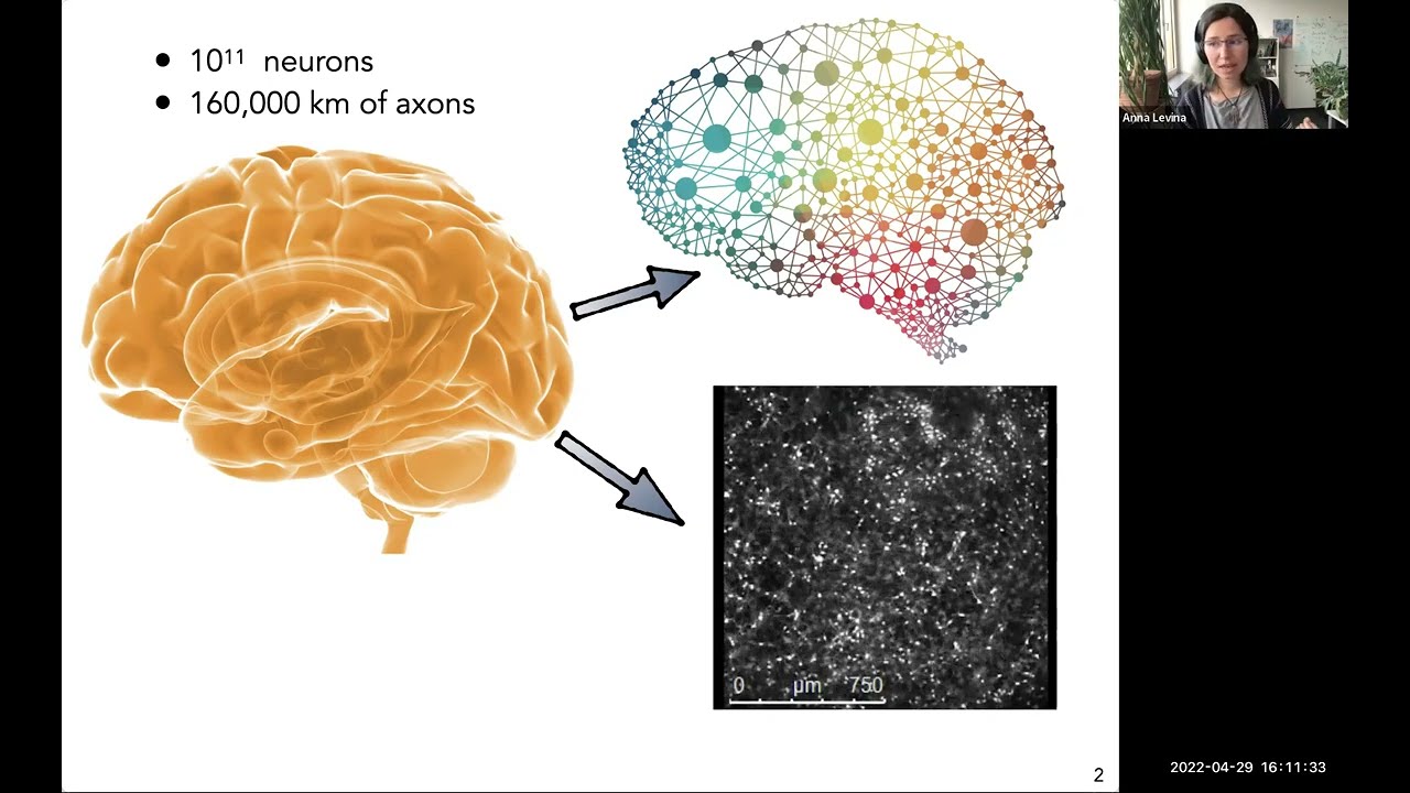 Anna Levina: Computation in the neuronal systems close to the critical point