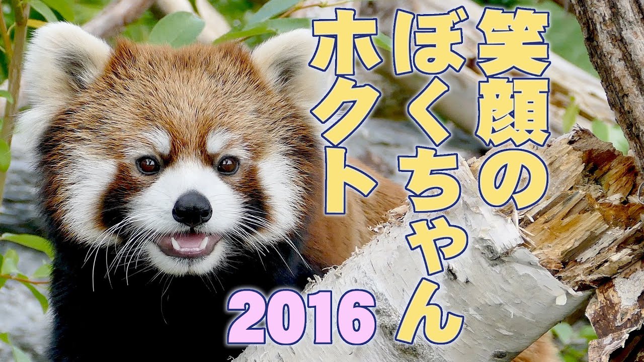 【レッサーパンダ】笑顔のぼくちゃんホクト　Red Panda HOKUTO at Maruyama Zoo