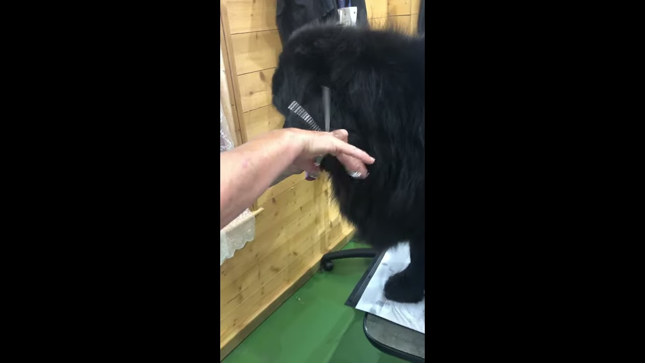Abbfabb Grooming Scissors Curve Chunker demonstration. Part 2 