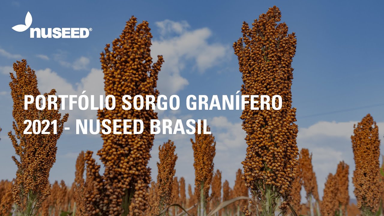 Nuseed Brasil - Portfólio de Sorgo Granífero 2021
