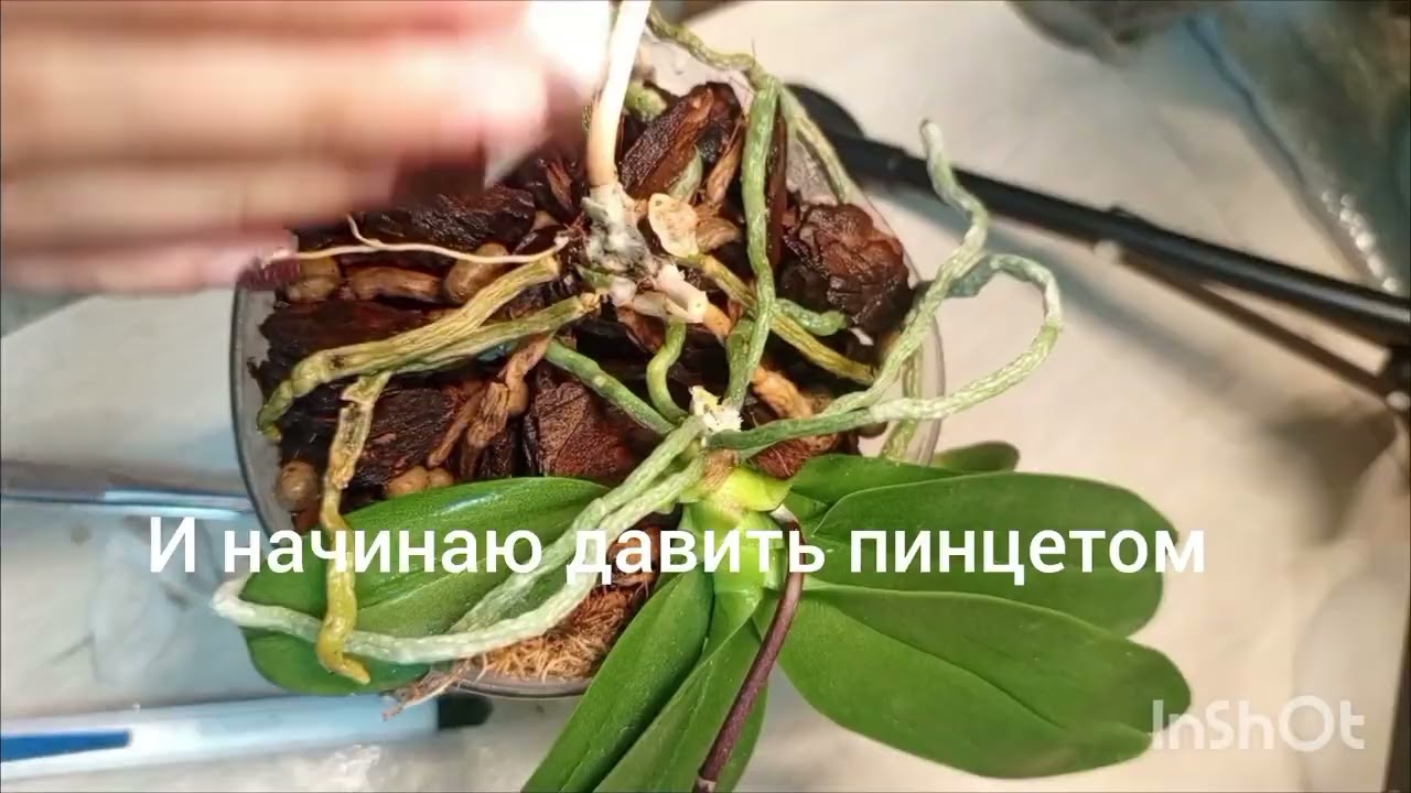 Отделение цветущей детки орхидеи . #орхидеи #orchid #сортовыеорхидеи #plants #фаленопсис #flowers 