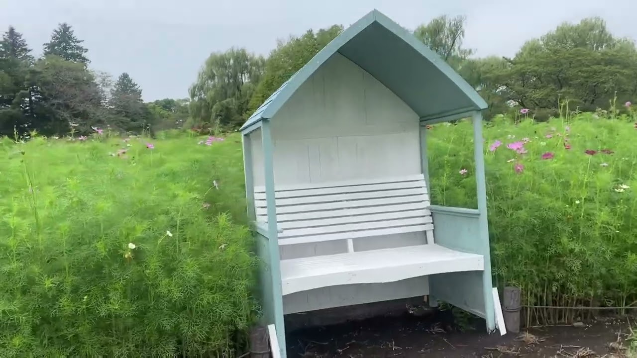 秋の散歩を､楽しんだ､スコティッシュねこのマリオ🐱くん❤️