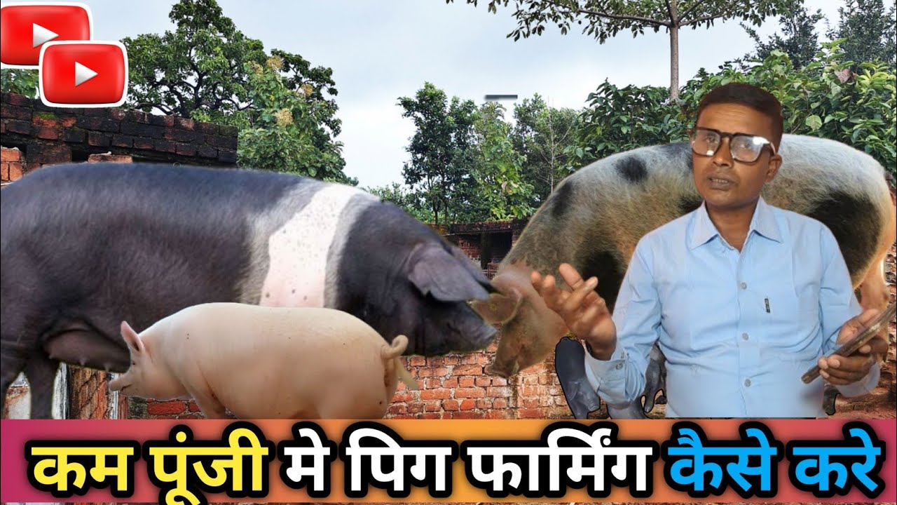 How to start a new pig farm | How much does it cost to raise five pigs | 5 suar khardane ka kharch ?