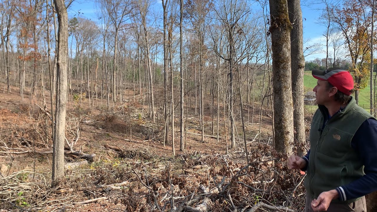 Fifteen Minutes in the Forest: Managing a Hardwood Forest Part 2