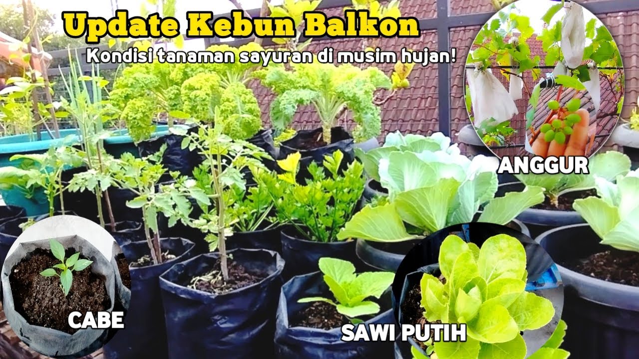 Update Kebun Balkon: Perjuangan Rawat Anggur & Sayuran di Musim Hujan