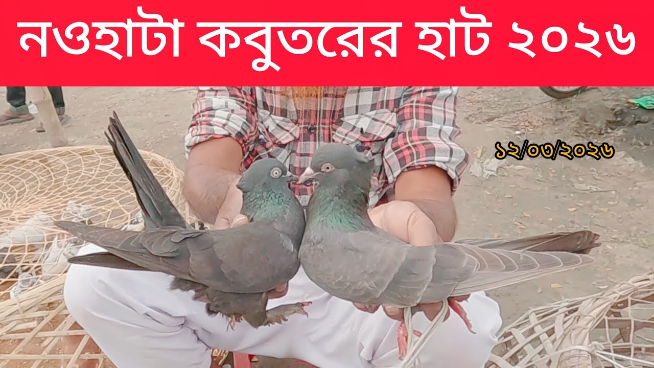কবুতরের হাট || কবুতরের আপডেট দাম || Nowhata Pigeon Market in Rajshahi BD || Giribaj Pigeon || 