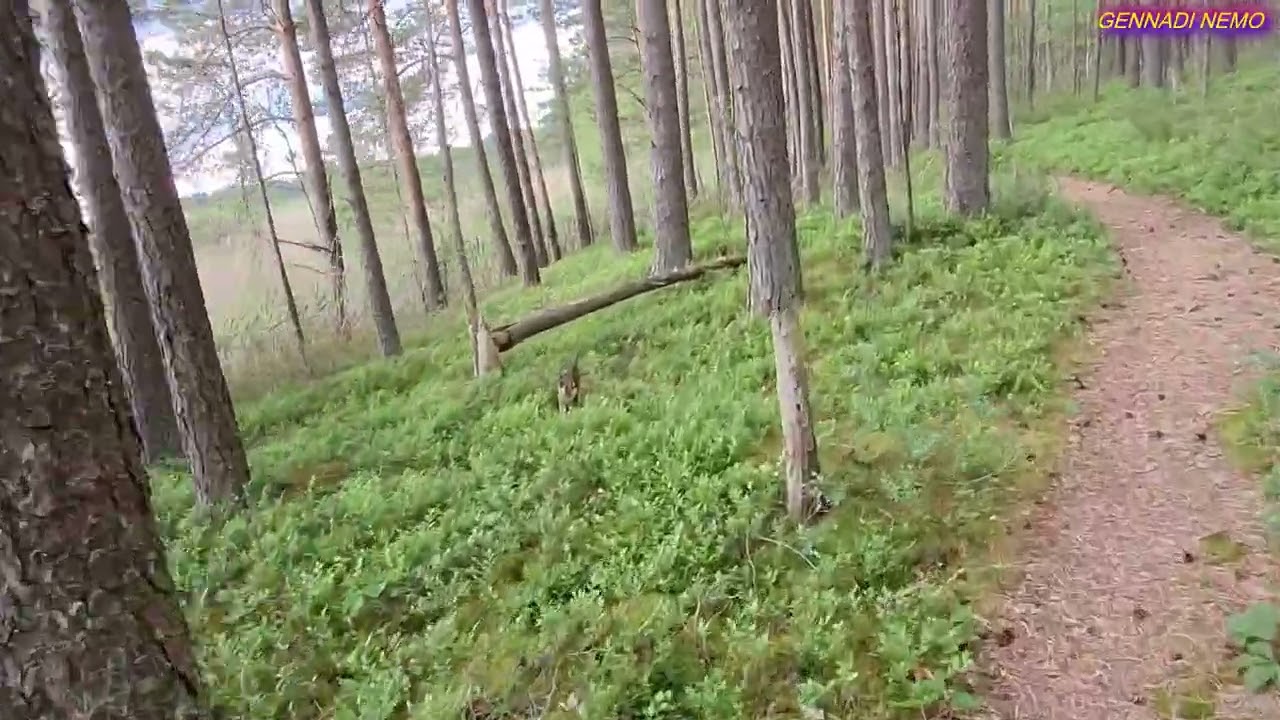 ЗАПОВЕДНИК ЭНДЛА. В ПОИСКАХ ЛЕСНОГО ДОМА.