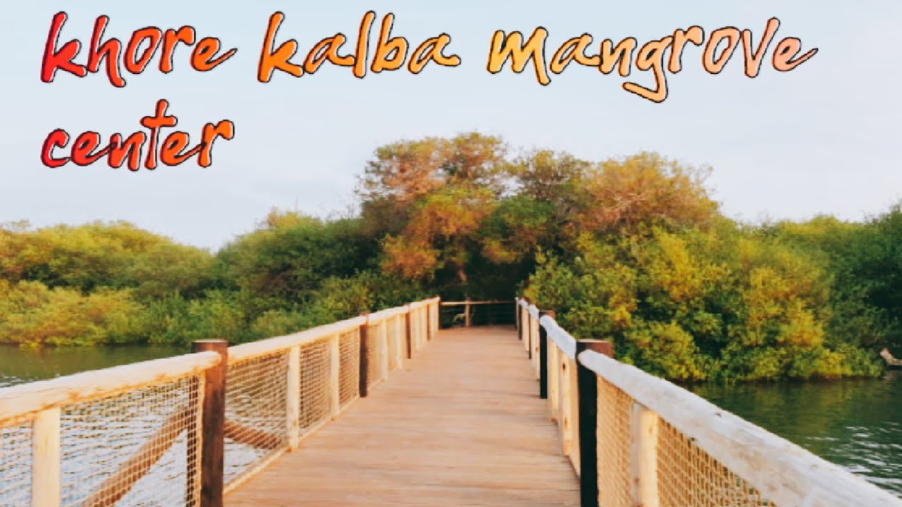 khore kalba mangrove center/ കണ്ടൽ കാടുകൾകിടയിലൂടെ ഒരു യാത്ര
