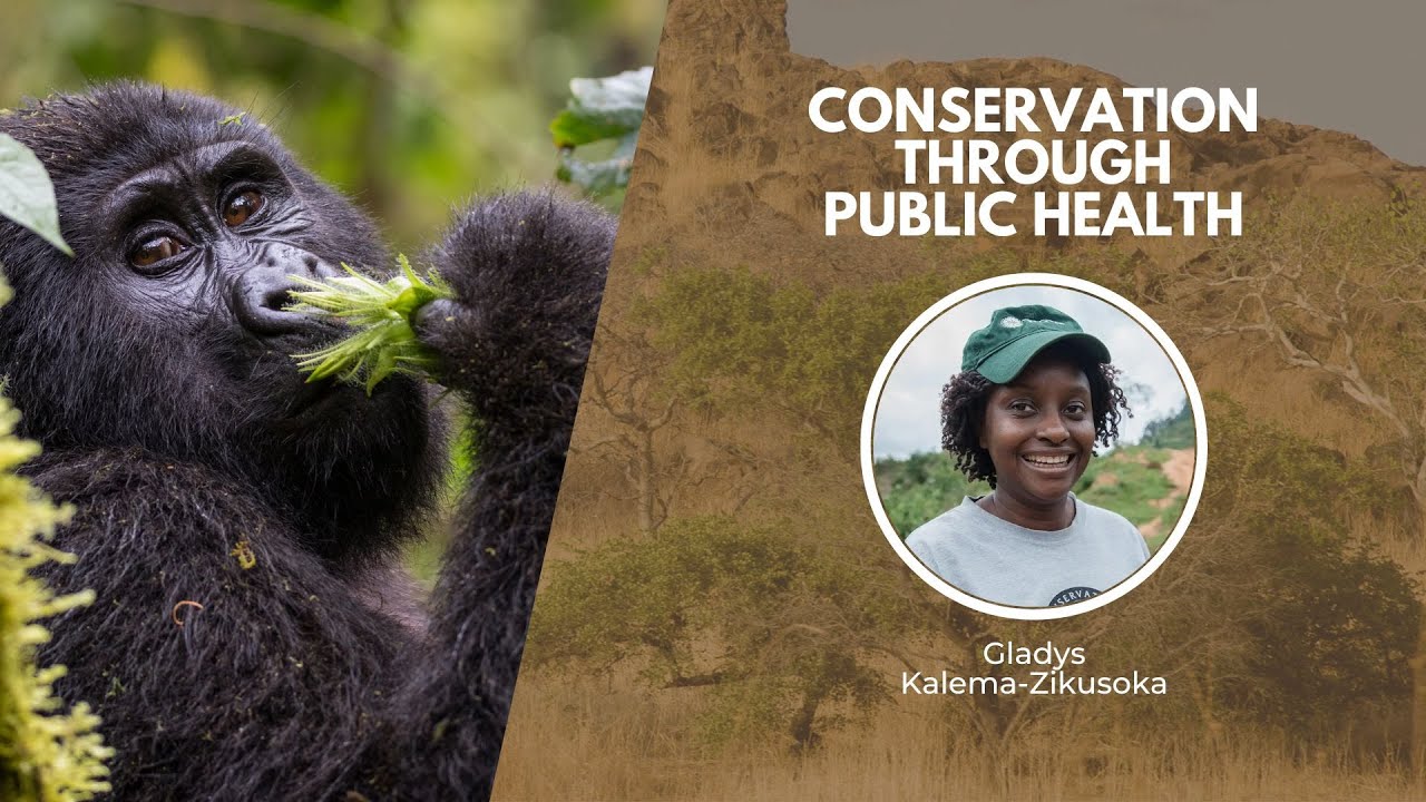 Protecting Mountain Gorillas in Uganda | Wildlife Conservation Network