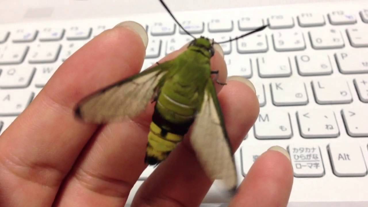 オオスカシバの初フライト