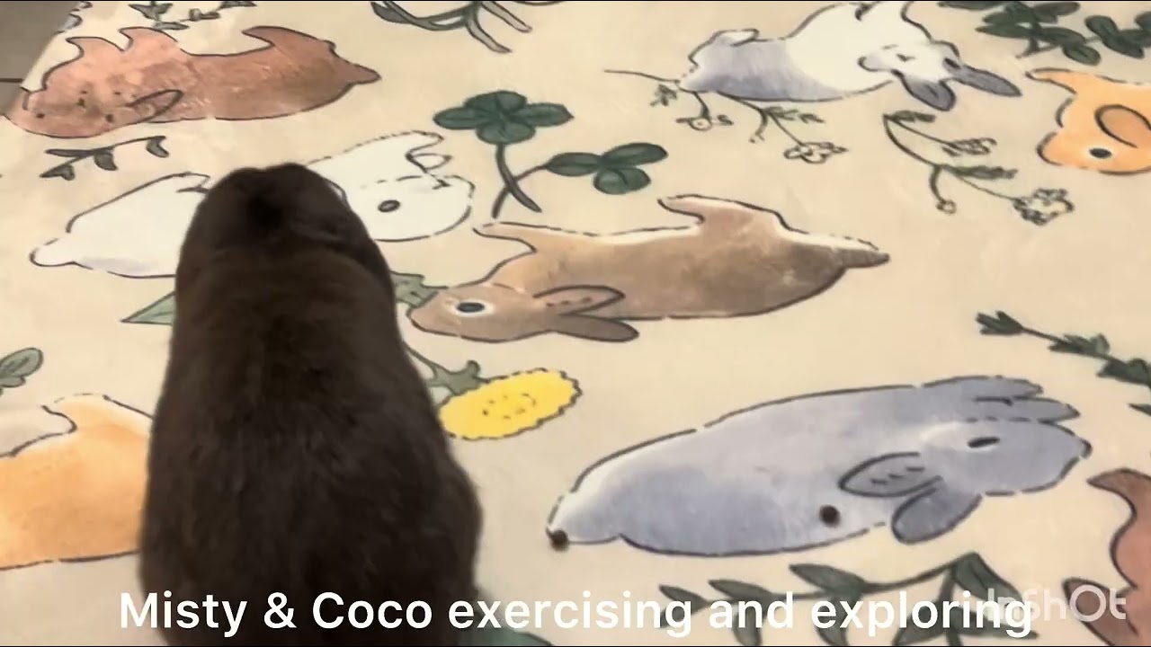 Misty and Coco love to run about and explore 