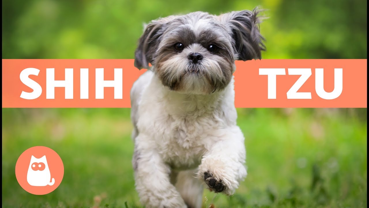 SHIH TZU en espa&ntilde;ol - Caracter&iacute;sticas y cuidados