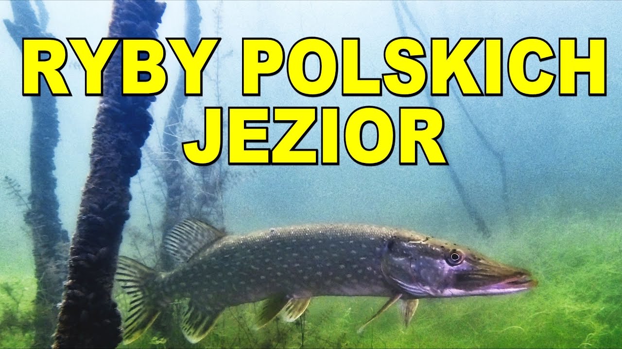 POLSKIE NIE ZNACZY GORSZE !!!!!!!