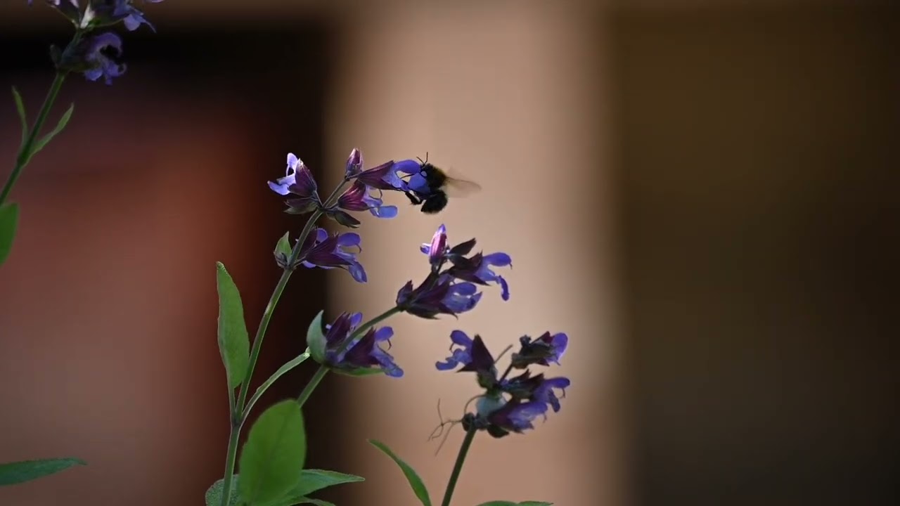Bees 🐝 #wildlife #nature #bees #wildlifewatching #summer