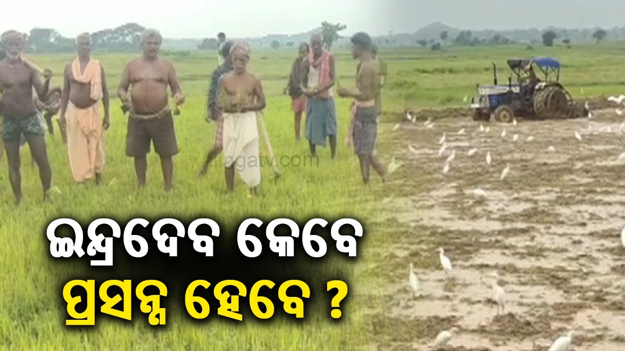 Farmers in distress as drought like situations occurs in Ganjam Dist due to insufficient rains | KTV