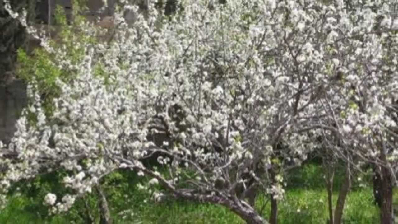 لمنـــــاك .. قصيدة للشاعر غالب الحلبي  It's by J.Z