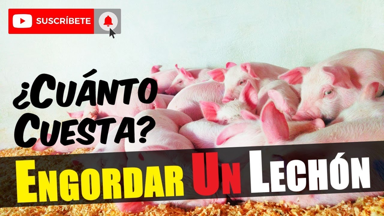 ¿Cuánto Cuesta? ENGORDAR un LECHÓN