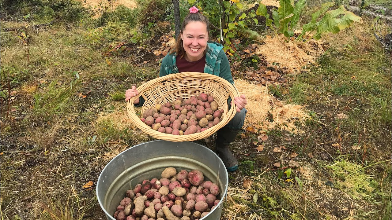 Fall Garden Finale: Harvesting & Winterizing Our Alaskan Homestead Plot
