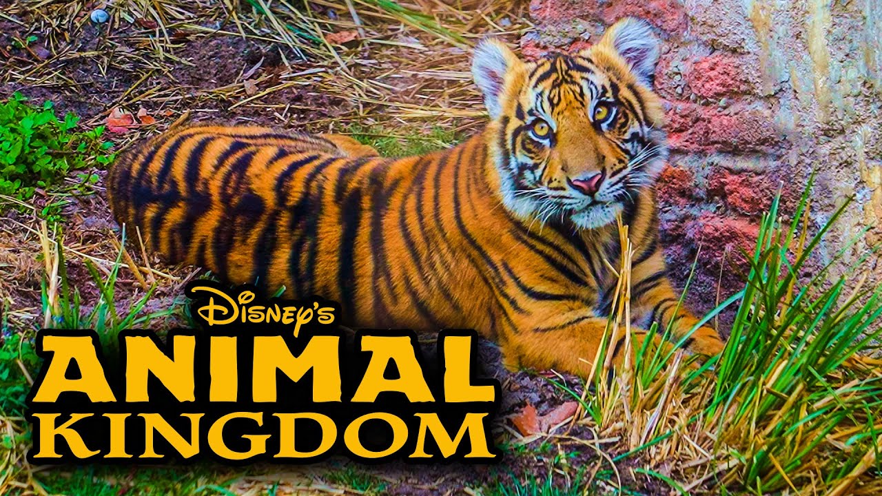NEW Baby Tiger at Animal Kingdom - Tiger Cub Bakso - Walt Disney World [4K 60fps POV]