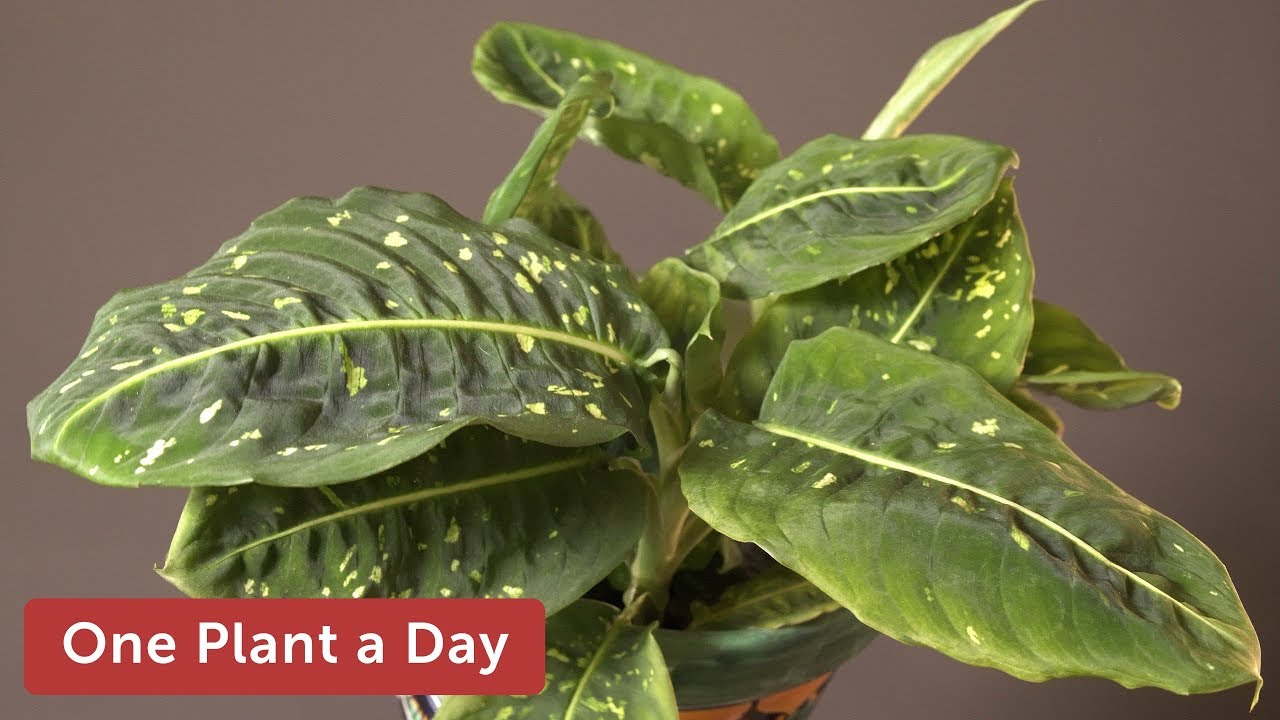 Dieffenbachia sp. 'Reflector' Houseplant Care — 302 of 365