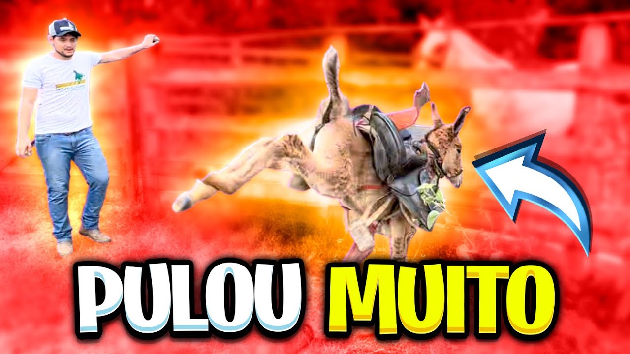 PRIMEIRA VEZ com SELA no BURRO BRAVO