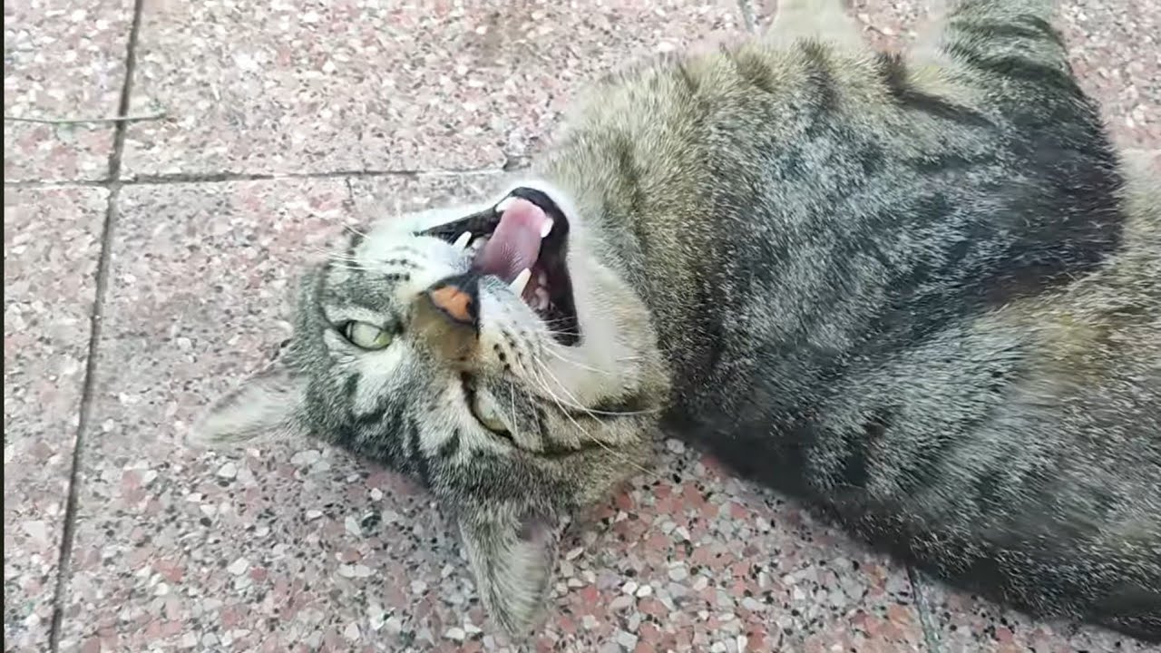 Eat, Sleep, Rolling, Repeat! 🐾 A Day with Street Cats!