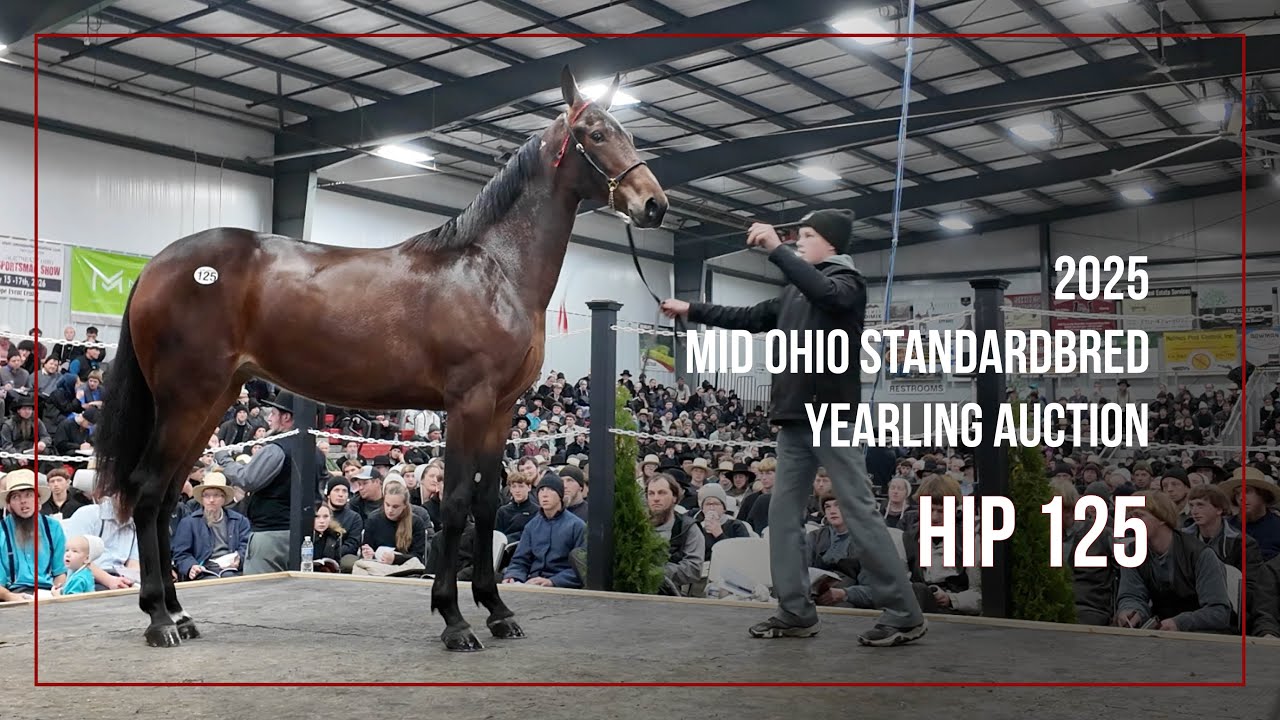 Hip 125 Lordy Lou by Lordy Lordy | Mid Ohio Standardbred Yearling Sale 2025 | Mount Hope, Ohio