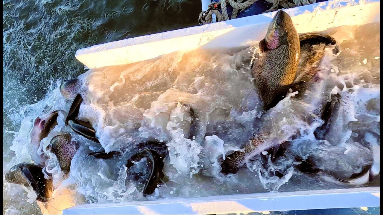 11/17/22 SECOND STOCKING - BIG TROUT & THOUSANDS OF SIERRABOWS AT SANTA ANA RIVER LAKES
