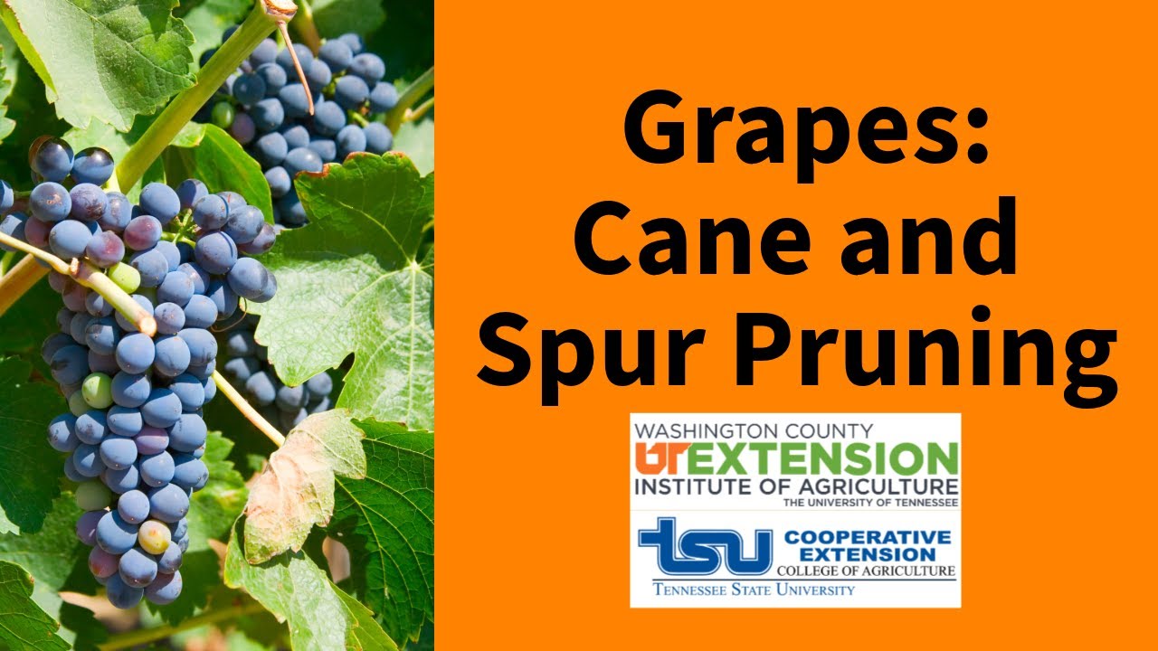 Backyard Fruit: Cane and Spur Pruning Grapes