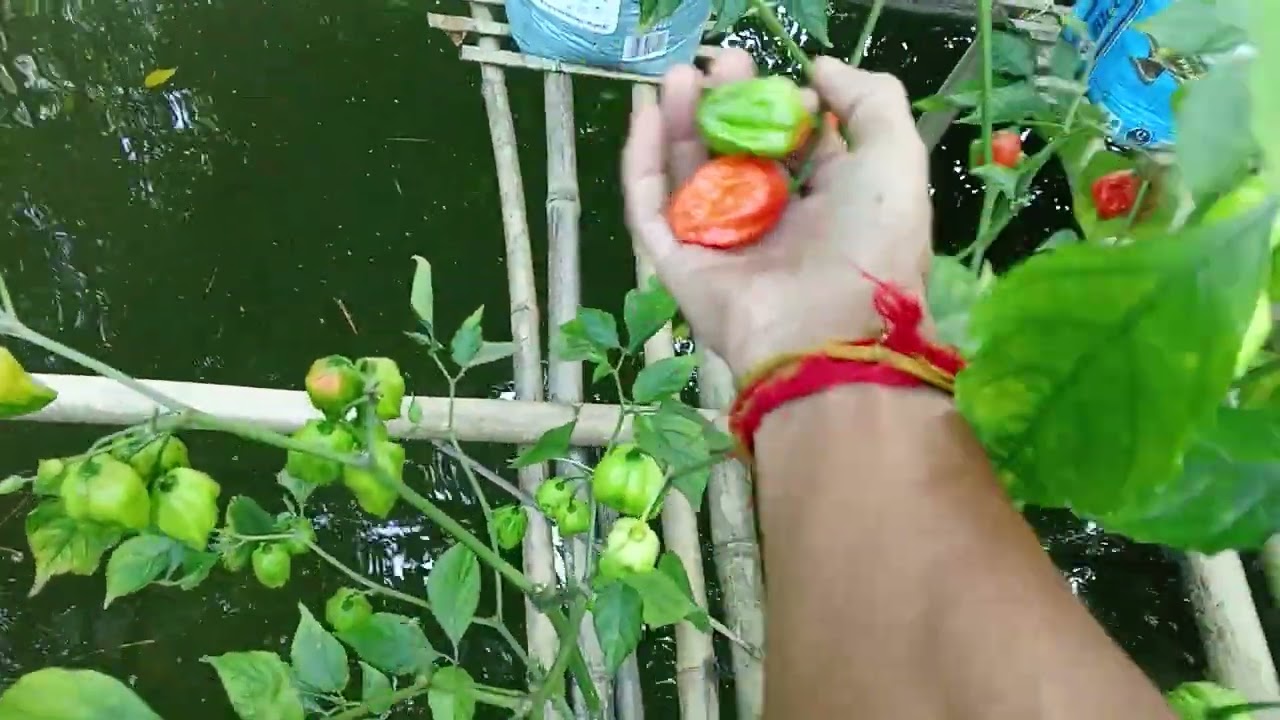 Aaj Kal Ki Hot peppers kheti / fruits harvesting Vegetables Garden 