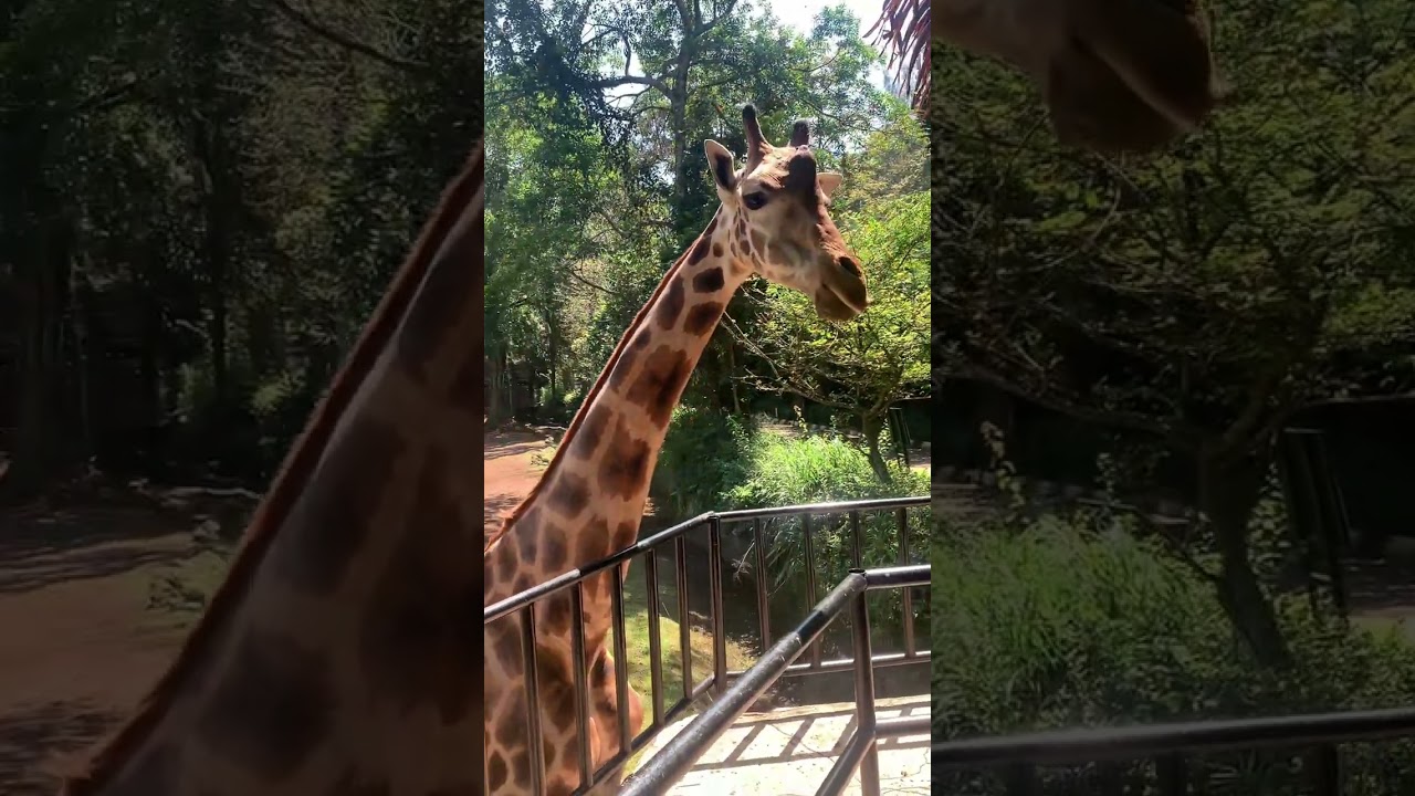 Let’s Explore Bandung Zoo 🐘🐅🦌🦒 #bandung #zoo #wisata #kebunbinatang #liburan 