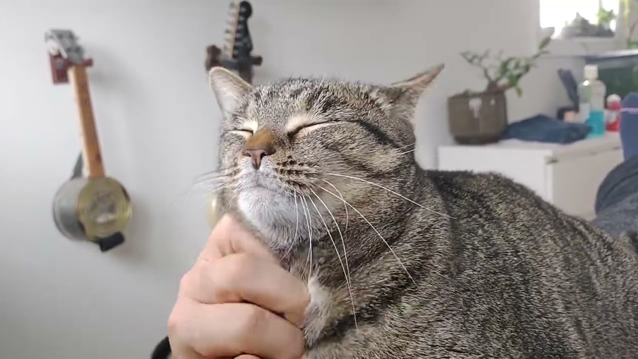 purring and loving the camera