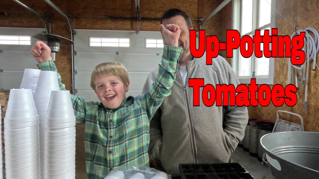 Tomato Transplanting 101: How to Up-Pot Like a Pro