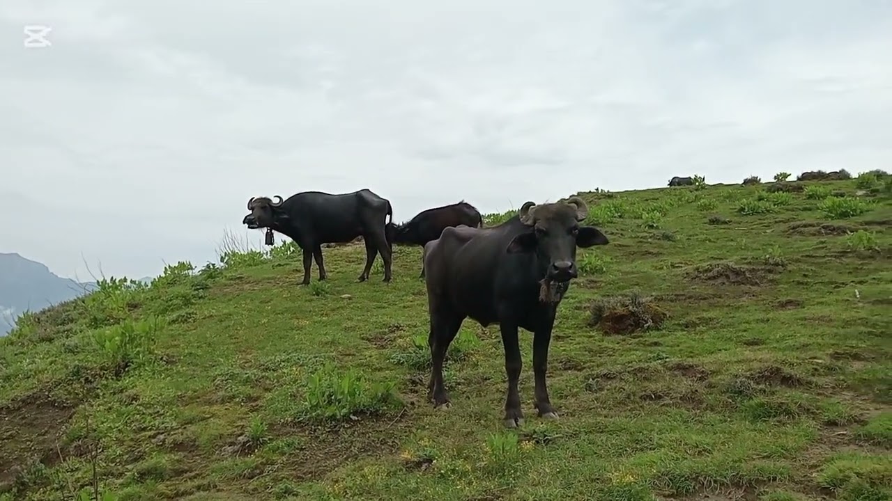 Villagers in Patan during the rainy season raising cows and buffaloes. Heaven Nepal, green Patan