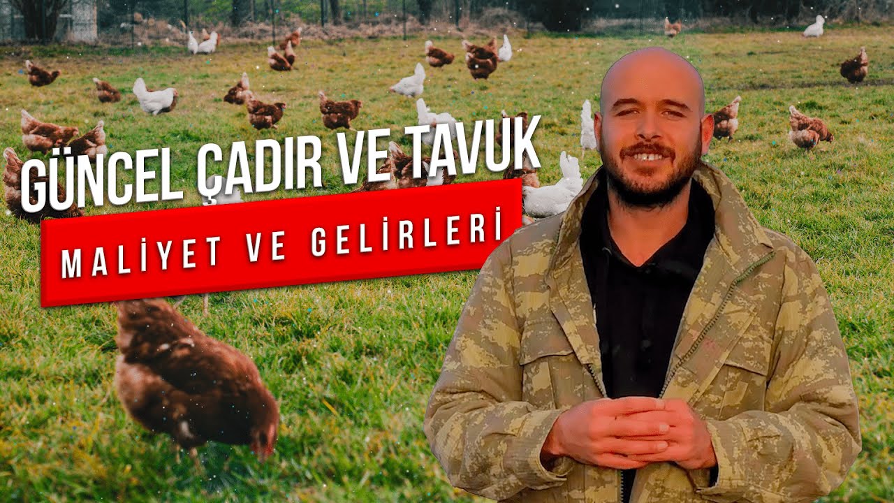 Güncel tavuk ve çadır maliyetleri ne kadar? Getirisi ne kadar olur ?