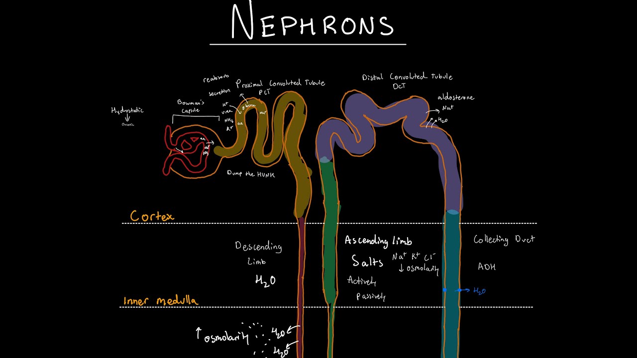 Nephrons | MCAT Biology