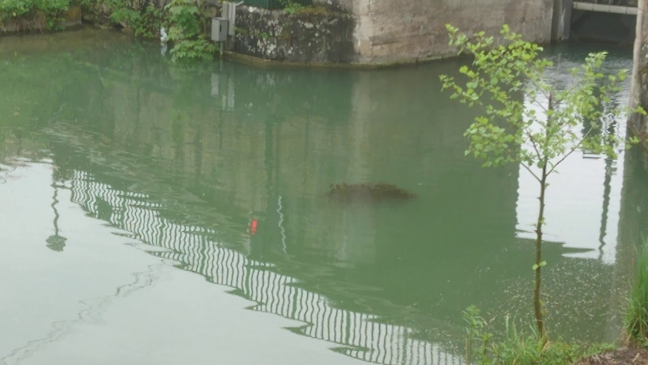 Deux gros essaims de silures dans le canal du loing