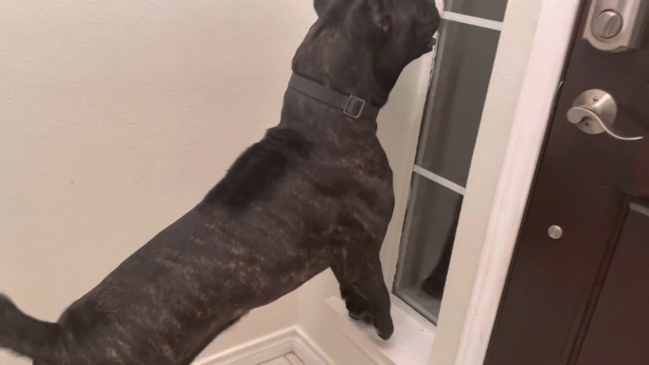 Cane Corso Protecting IN ACTION!!! #shorts