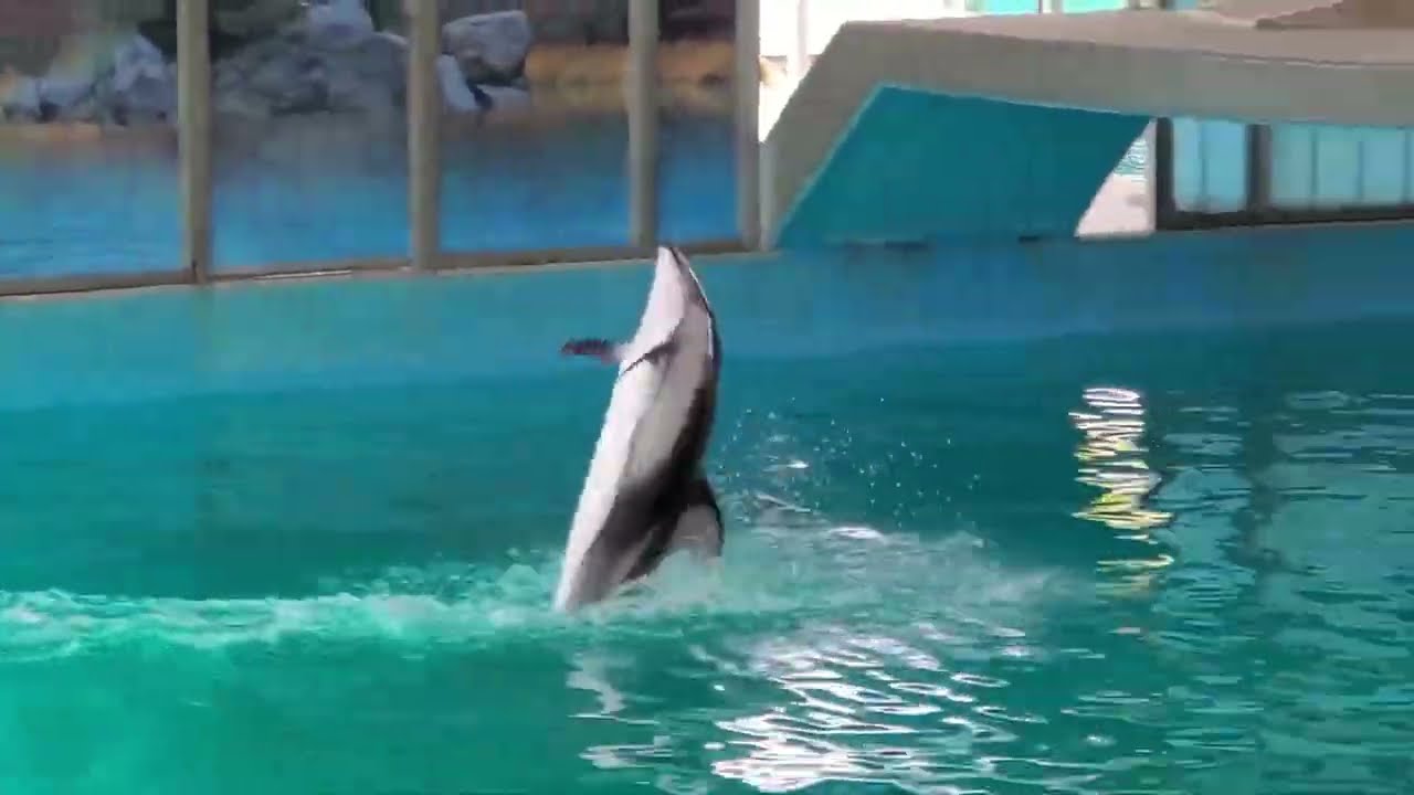 SeaWorld San Antonio - Ocean Discovery - 2022