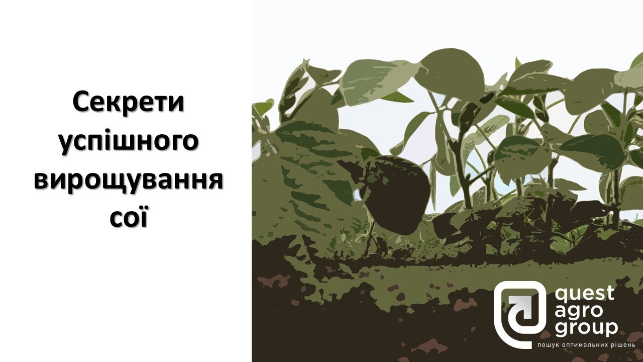 Секрети успішного вирощування сої