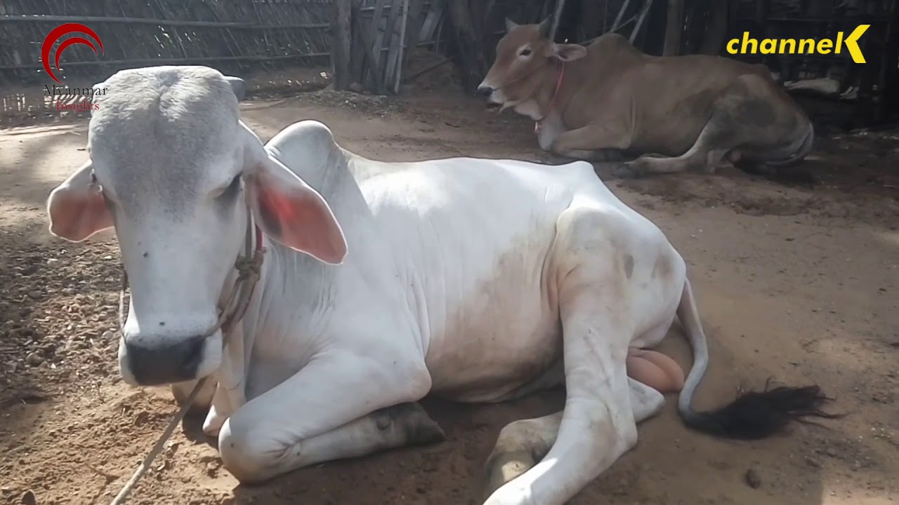 တစ်နှစ်ကို မြန်မာ့ကျွဲ၊ နွား အကောင်ရေ (၁) သန်းကနေ (၅) သန်းအထိ ဝယ်ယူရန် တရုတ်ကုမ္ပဏီတစ်ခု ကမ်းလှမ်း