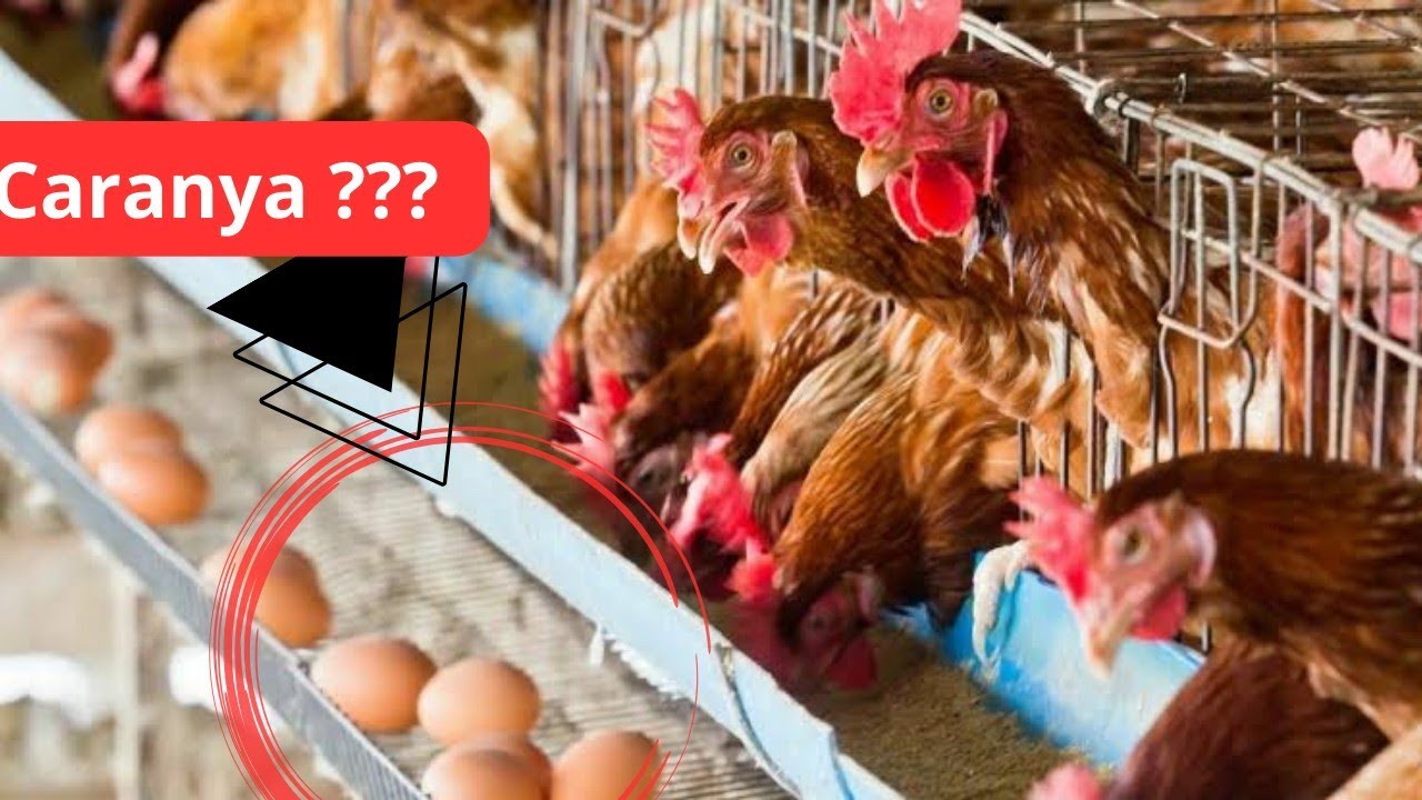 cara ayam petelur cepat bertelur-tips power full