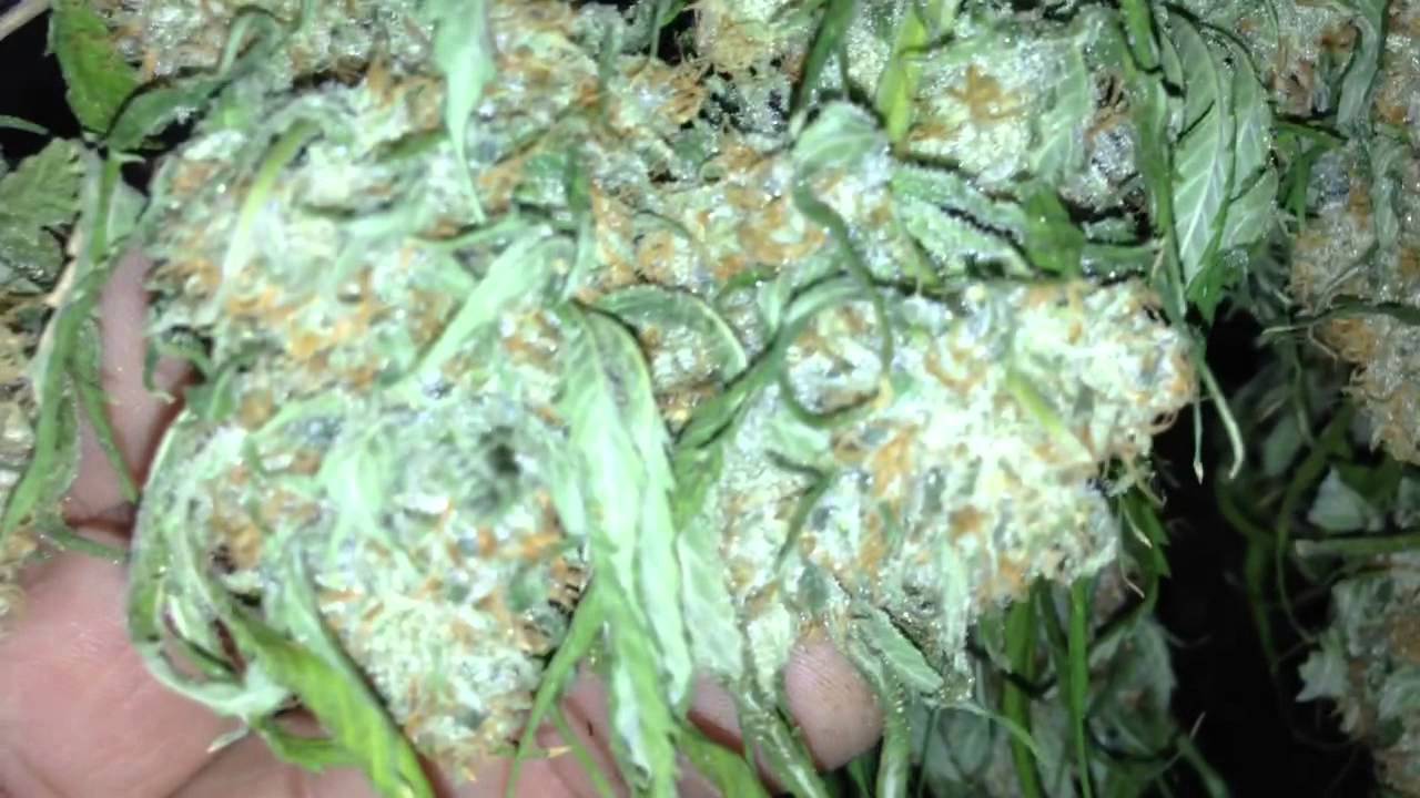 OMMPgrower Harvest Time